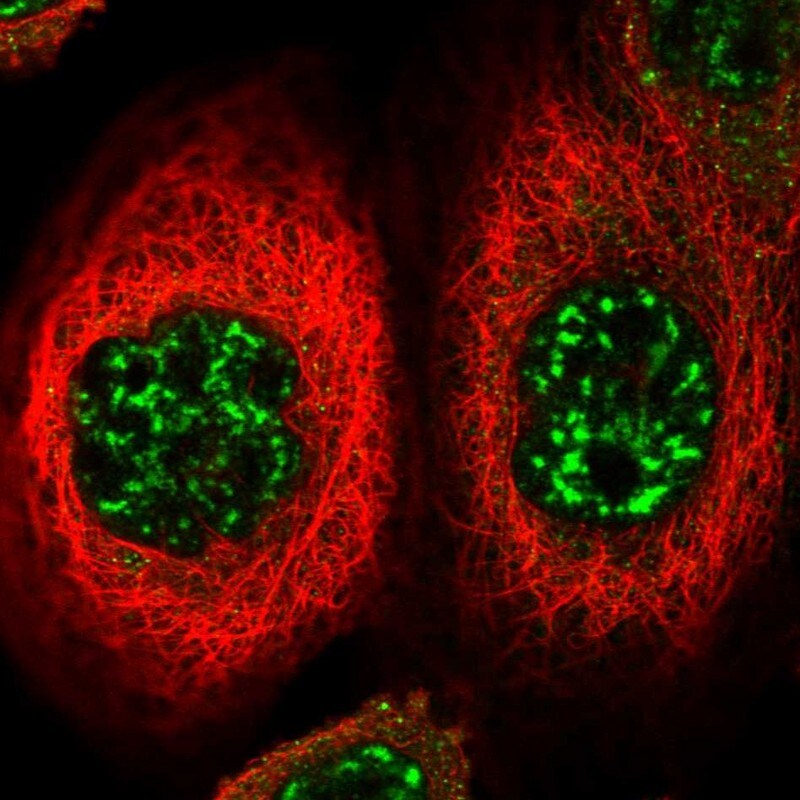 FOXO4 Antibody - BSA Free Immunocytochemistry/ Immunofluorescence: FOXO4 Antibody - BSA Free [NBP2-58083]