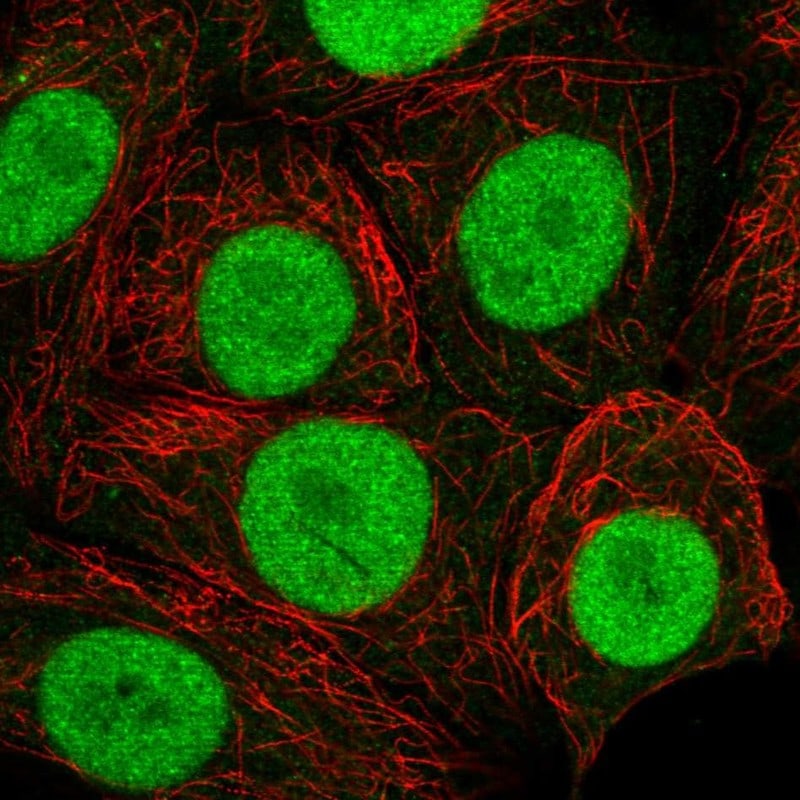 MORF4L2 Antibody - BSA Free Immunocytochemistry/ Immunofluorescence: MORF4L2 Antibody [NBP2-58131]