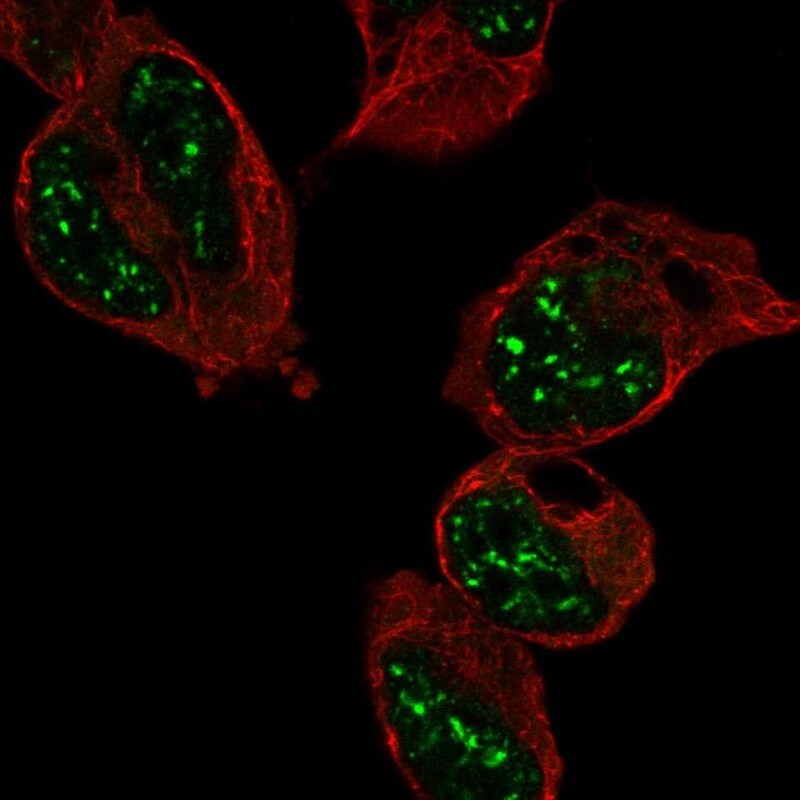 RFXAP Antibody - BSA Free Immunocytochemistry/ Immunofluorescence: RFXAP Antibody [NBP2-58217]