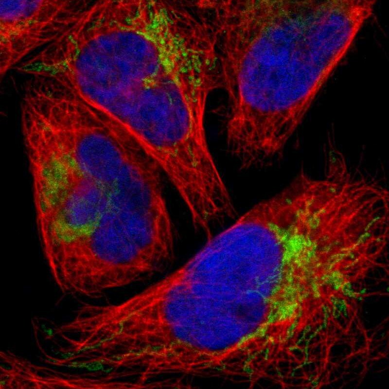 FbxL12 Antibody - BSA Free Immunocytochemistry/ Immunofluorescence: FbxL12 Antibody - BSA Free [NBP2-58272]