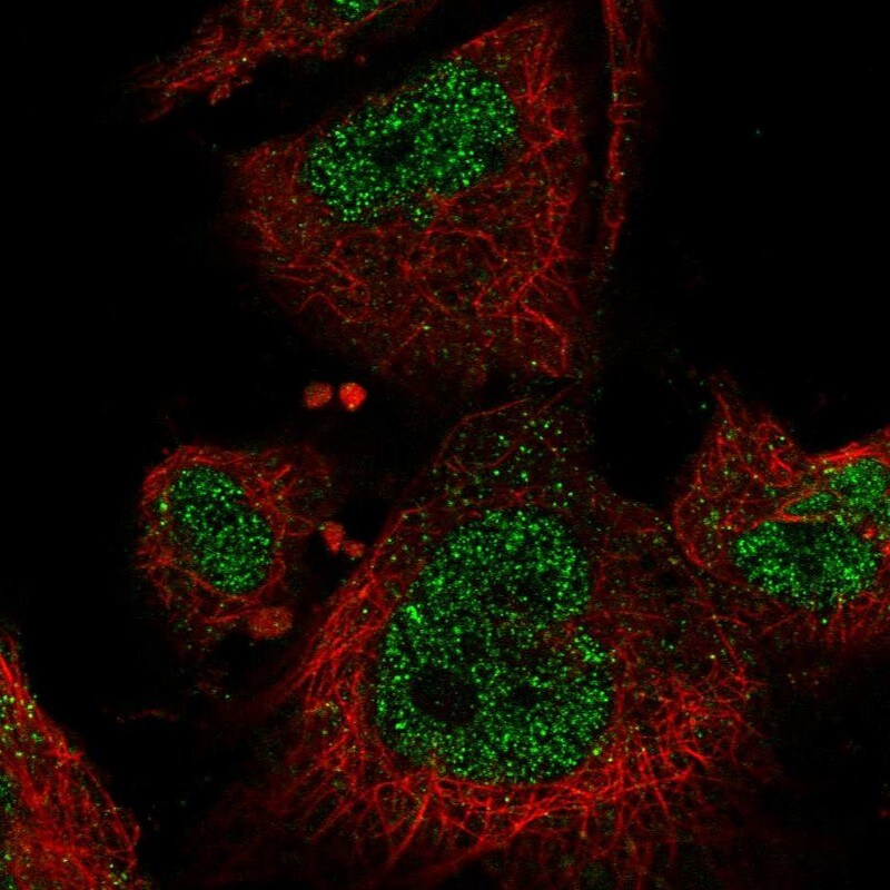MEKK3 Antibody - BSA Free Immunocytochemistry/ Immunofluorescence: MEKK3 Antibody - BSA Free [NBP2-58303]