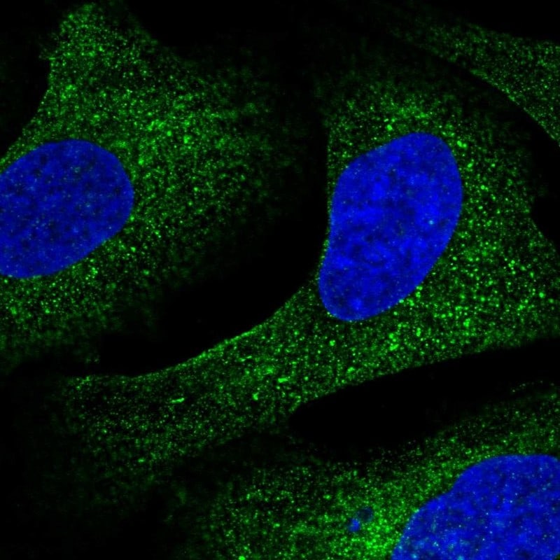 CREB3 Antibody - BSA Free Immunocytochemistry/ Immunofluorescence: CREB3 Antibody - BSA Free [NBP2-58307]