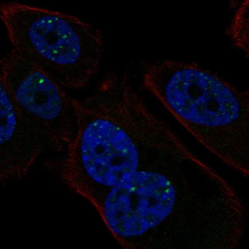 PMS1 Antibody - BSA Free Immunocytochemistry/ Immunofluorescence: PMS1 Antibody [NBP2-58368]