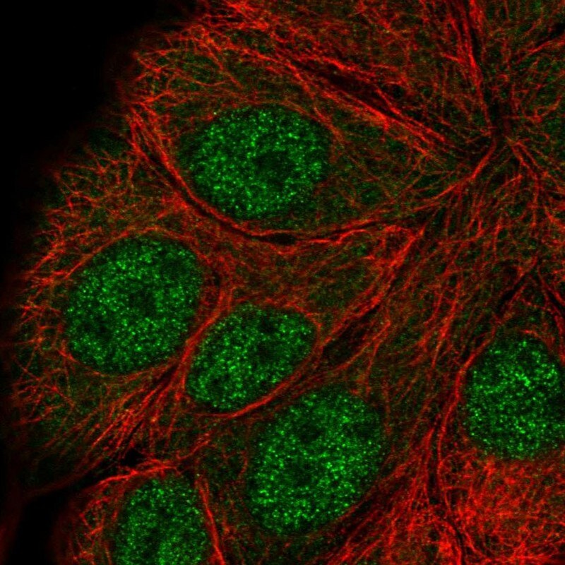 Apc5 Antibody - BSA Free Immunocytochemistry/ Immunofluorescence: Apc5 Antibody - BSA Free [NBP2-58426]