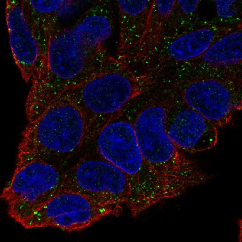 Coagulation Factor XI Antibody - BSA Free Immunocytochemistry/ Immunofluorescence: Coagulation Factor XI Antibody - BSA Free [NBP2-58427]
