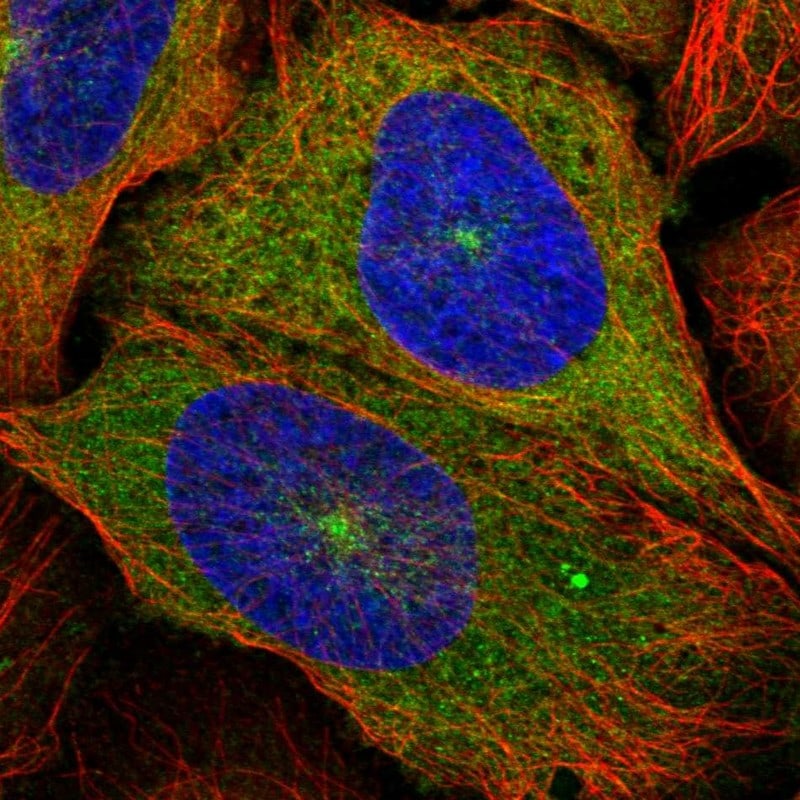 Kinesin 5B Antibody - BSA Free Immunocytochemistry/ Immunofluorescence: Kinesin 5B Antibody [NBP2-58450]