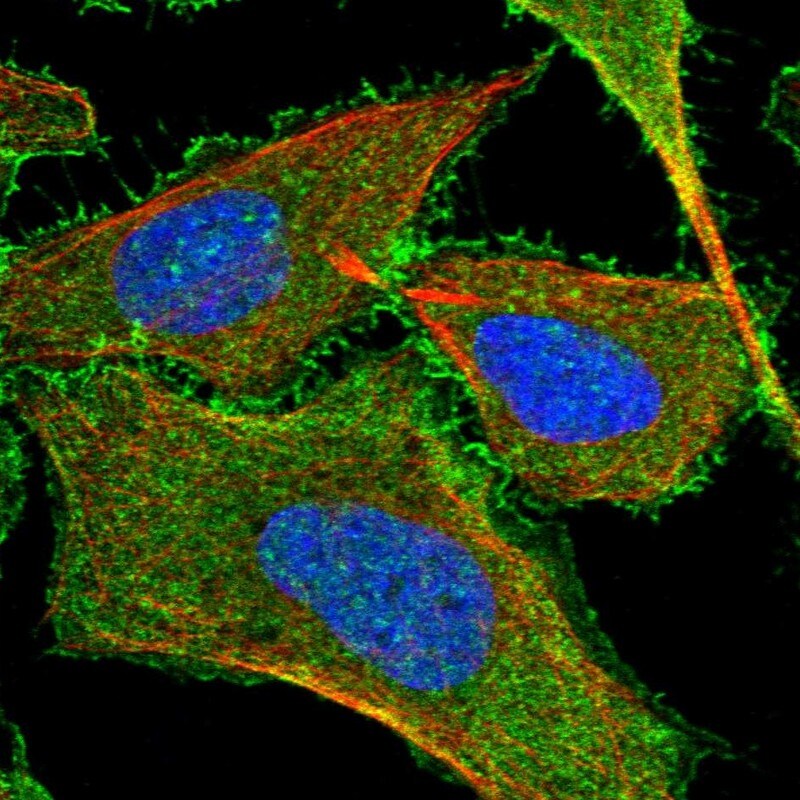 KIAA1522 Antibody - BSA Free Immunocytochemistry/ Immunofluorescence: KIAA1522 Antibody [NBP2-58457]