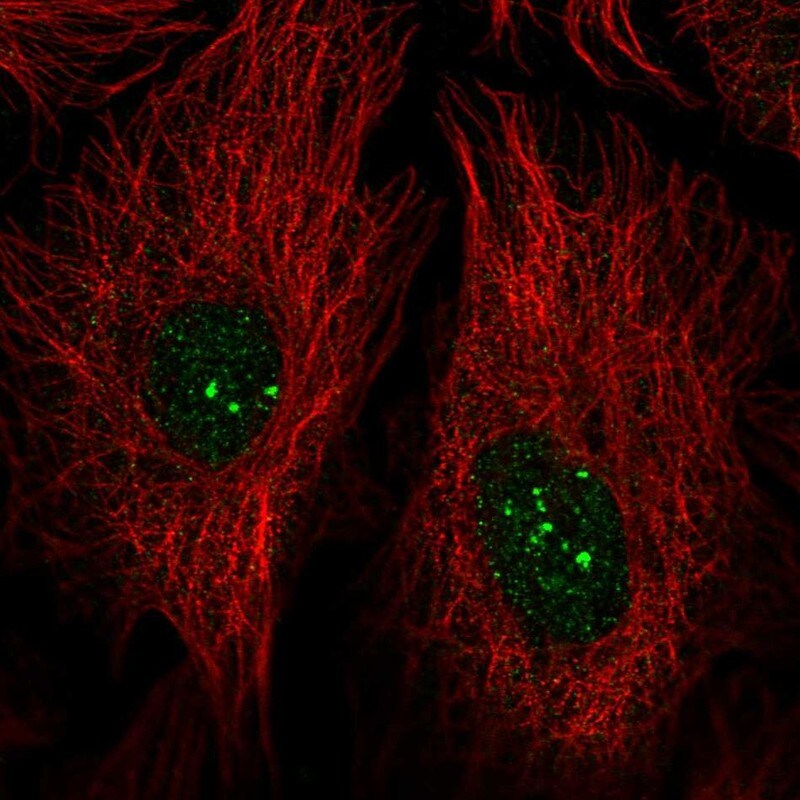 PRDM15 Antibody - BSA Free Immunocytochemistry/ Immunofluorescence: PRDM15 Antibody - BSA Free [NBP2-58474]