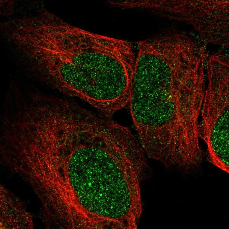 RRP4 Antibody - BSA Free Immunocytochemistry/ Immunofluorescence: RRP4 Antibody - BSA Free [NBP2-58481]