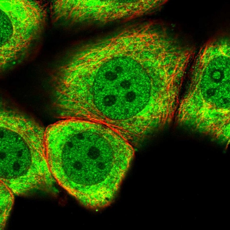MYO5C Antibody - BSA Free Immunocytochemistry/ Immunofluorescence: MYO5C Antibody - BSA Free [NBP2-58565]