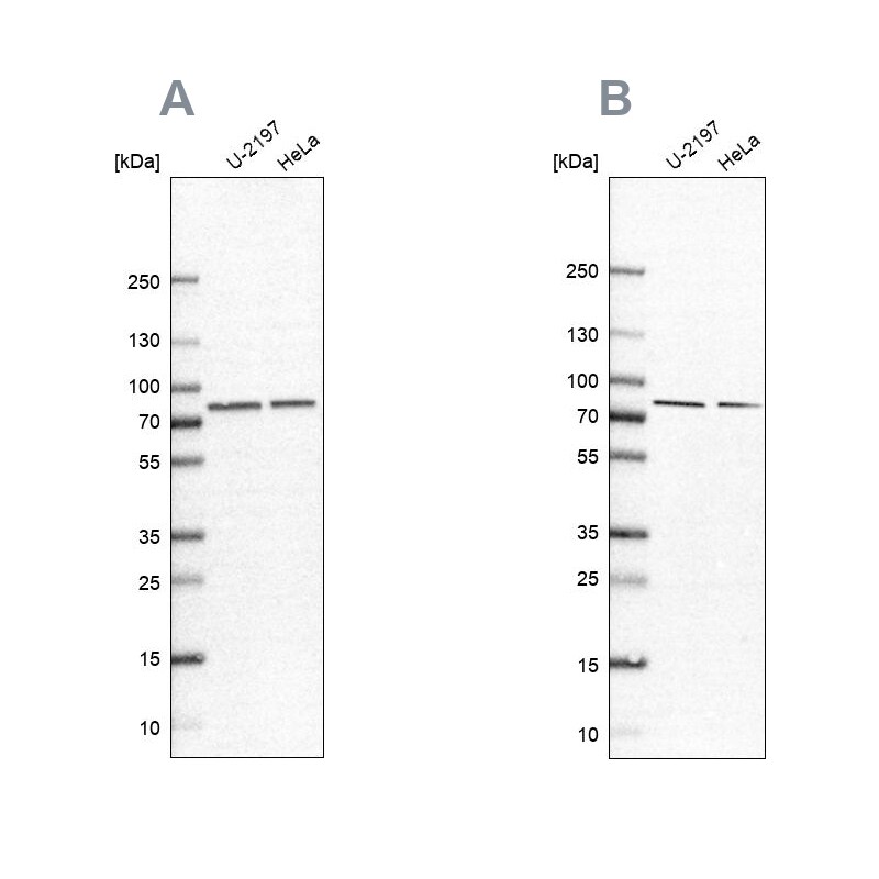 PABPC4 Antibody Western Blot: PABPC4 Antibody Antibody [NBP2-58575]