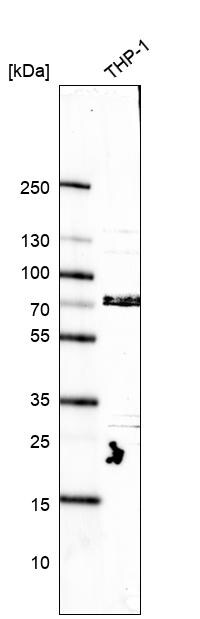 RFX8 Antibody - BSA Free Western Blot: RFX8 Antibody - BSA Free [NBP2-58601]