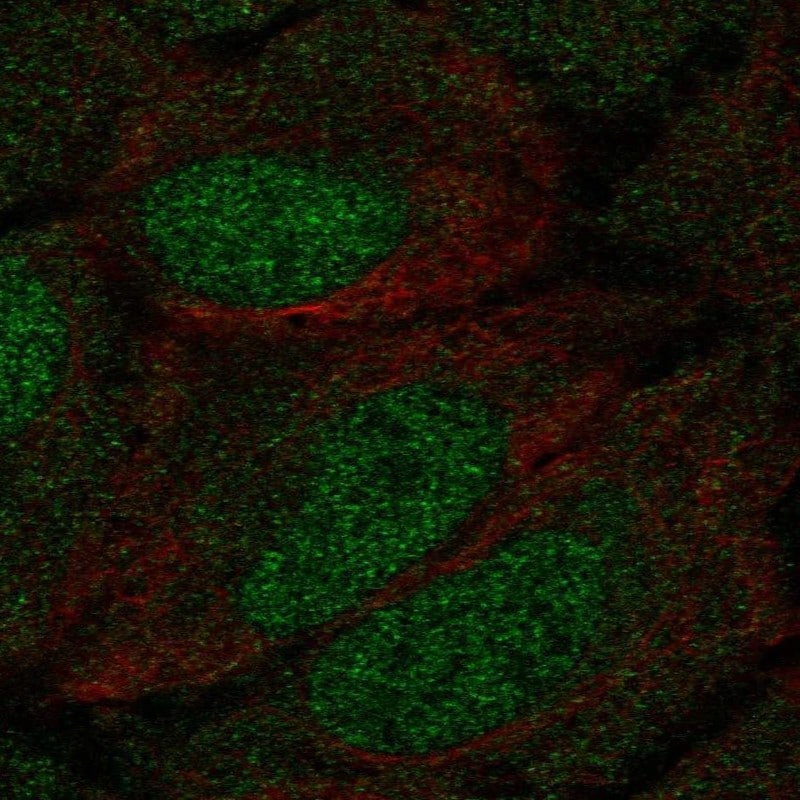 DCLK1 Antibody - BSA Free Immunocytochemistry/ Immunofluorescence: DCLK1 Antibody - BSA Free [NBP2-58700]