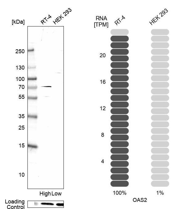 OAS2 Antibody - BSA Free Western Blot: OAS2 Antibody - BSA Free [NBP2-58756]