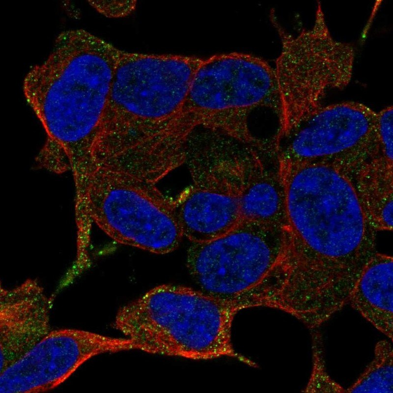 LRRC24 Antibody - BSA Free Immunocytochemistry/ Immunofluorescence: LRRC24 Antibody - BSA Free [NBP2-58762]