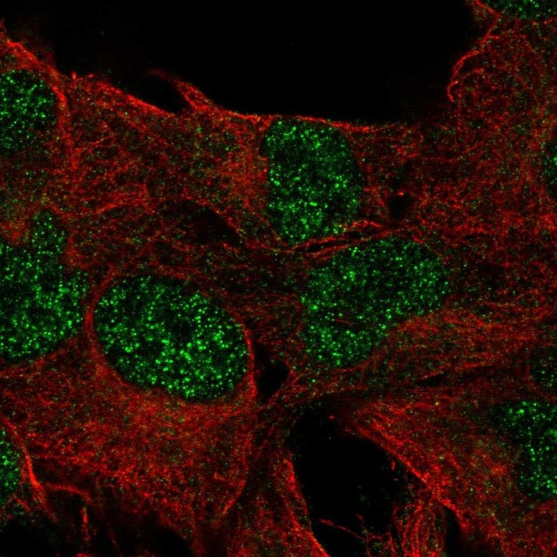 DUSP23 Antibody - BSA Free Immunocytochemistry/ Immunofluorescence: DUSP23 Antibody - BSA Free [NBP2-58763]