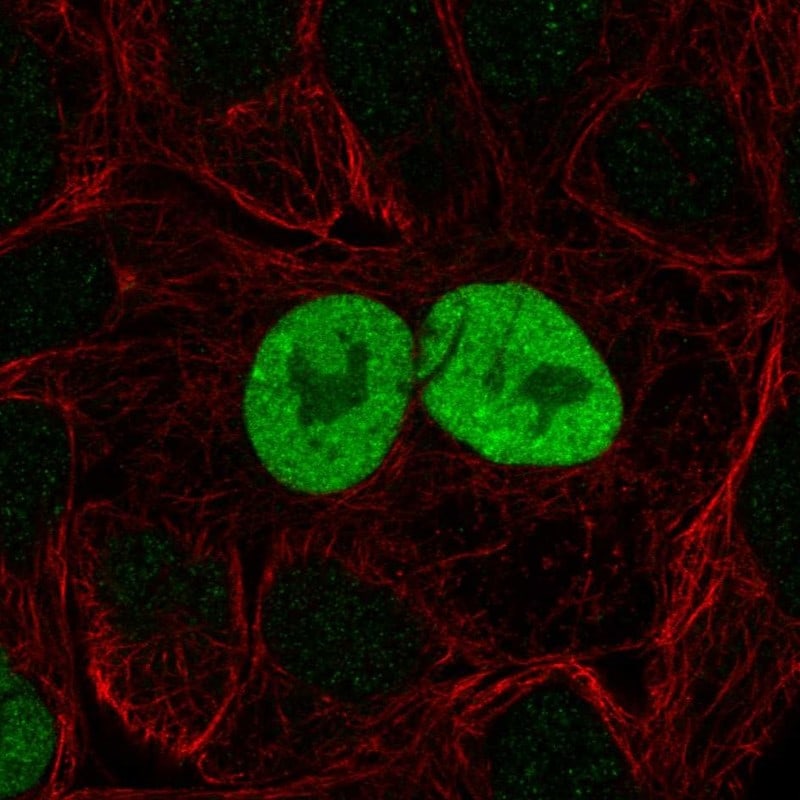 p21/CIP1/CDKN1A Antibody - BSA Free Immunocytochemistry/ Immunofluorescence: p21/CIP1/CDKN1A Antibody - BSA Free [NBP2-58874]