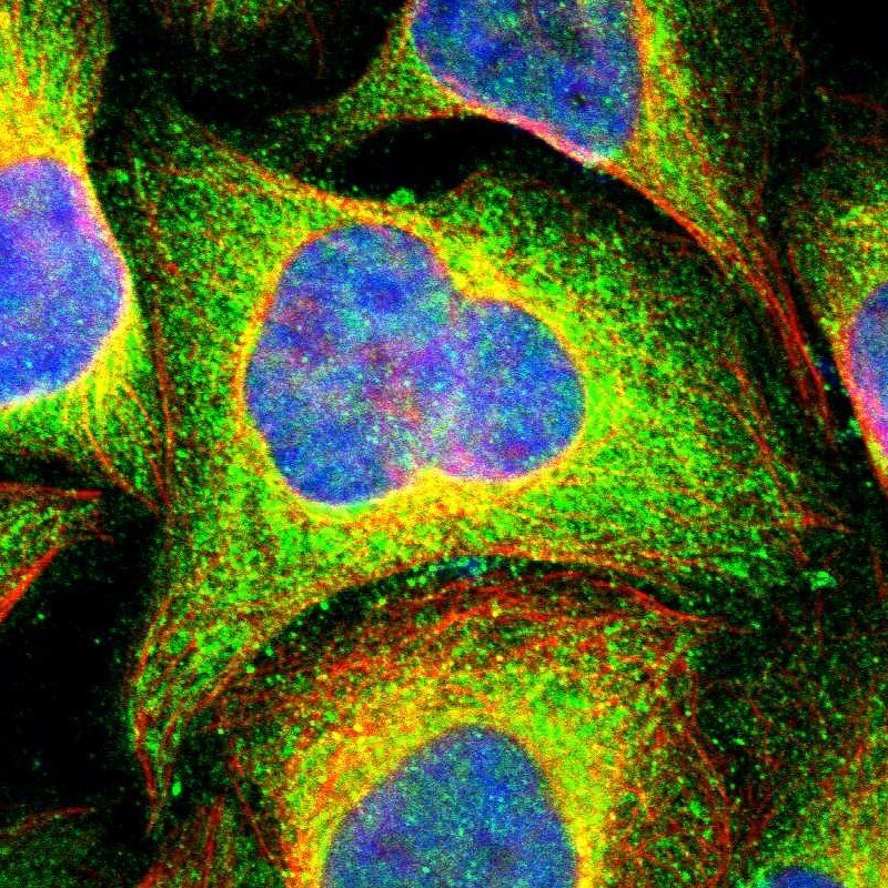 Caspase-8 Antibody - BSA Free Immunocytochemistry/ Immunofluorescence: Caspase-8 Antibody - BSA Free [NBP2-58881]