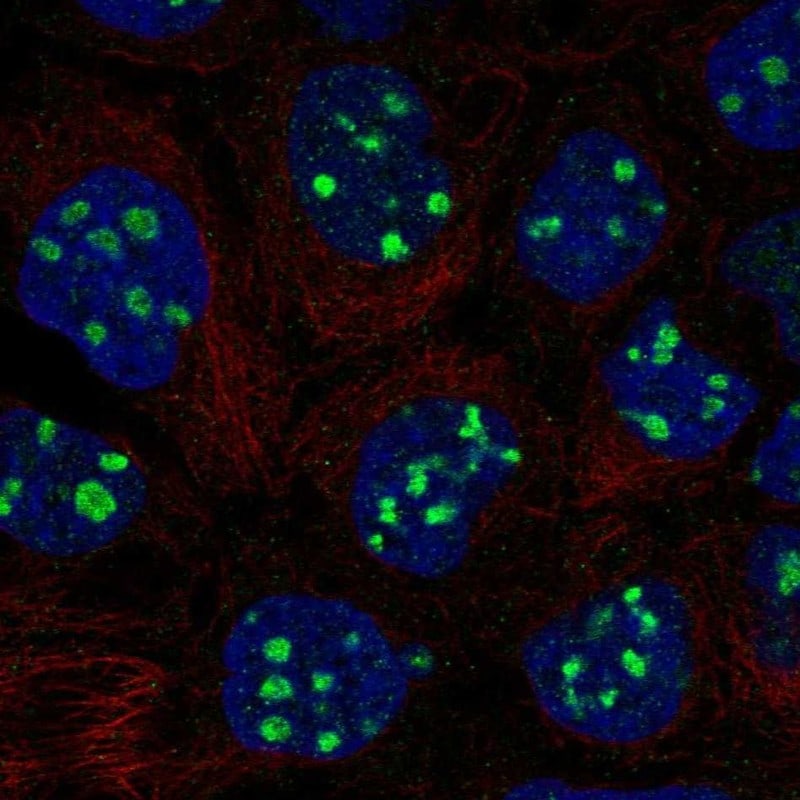 Emx1 Antibody - BSA Free Immunocytochemistry/ Immunofluorescence: Emx1 Antibody - BSA Free [NBP2-58883]
