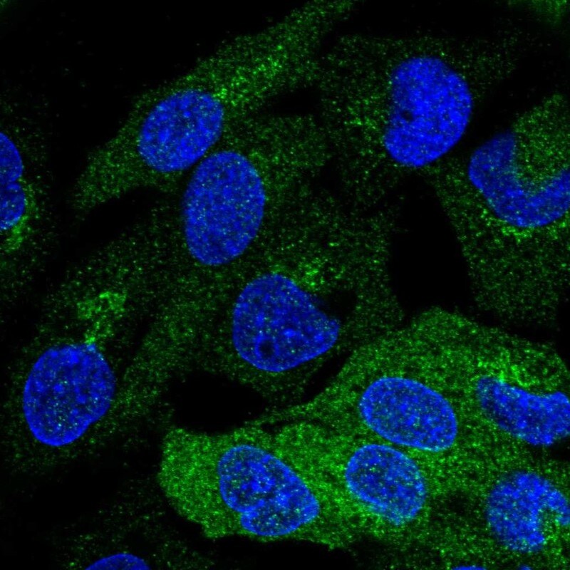 PKLR Antibody - BSA Free Immunocytochemistry/ Immunofluorescence: PKLR Antibody [NBP2-58892]