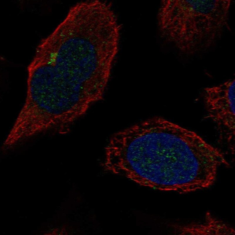 beta-1,4-Galactosyltransferase 2/B4GalT2 Antibody - BSA Free Immunocytochemistry/ Immunofluorescence: beta-1,4-Galactosyltransferase 2/B4GalT2 Antibody - BSA Free [NBP2-58906]
