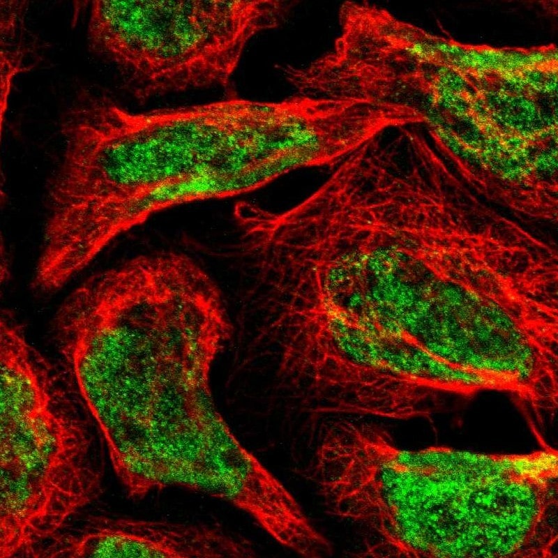 FBXL6 Antibody - BSA Free Immunocytochemistry/ Immunofluorescence: FBXL6 Antibody [NBP2-58922]