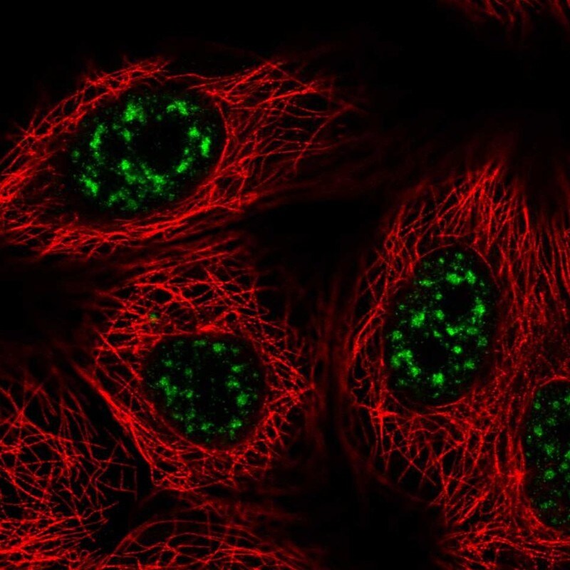 VAX2 Antibody - BSA Free Immunocytochemistry/ Immunofluorescence: VAX2 Antibody - BSA Free [NBP2-58928]