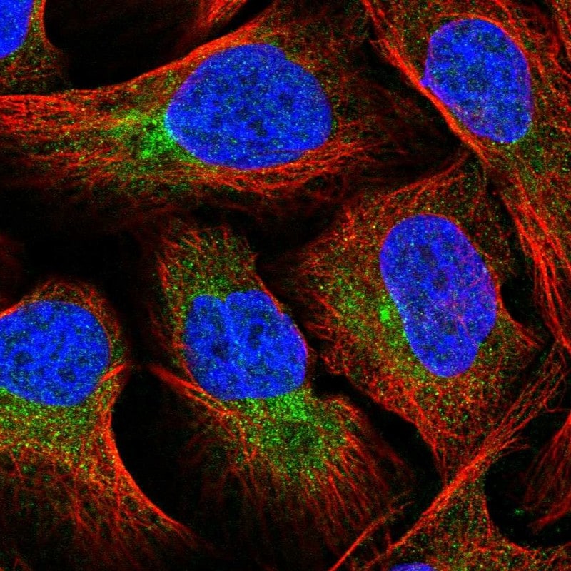 Fucosyltransferase 8/FUT8 Antibody - BSA Free Immunocytochemistry/ Immunofluorescence: Fucosyltransferase 8/FUT8 Antibody - BSA Free [NBP2-58933]