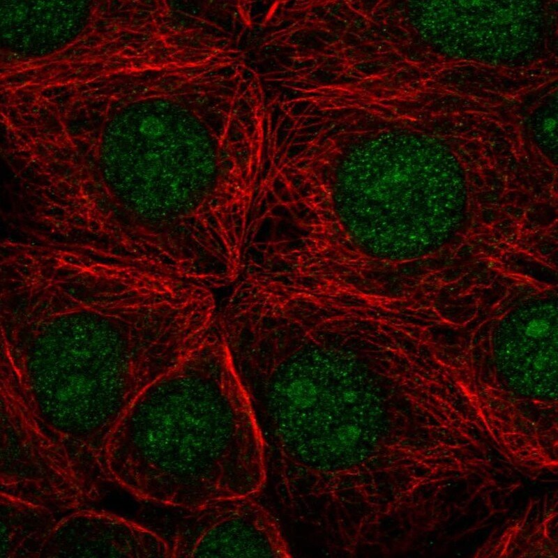 SAP130 Antibody - BSA Free Immunocytochemistry/ Immunofluorescence: SAP130 Antibody - BSA Free [NBP2-58943]