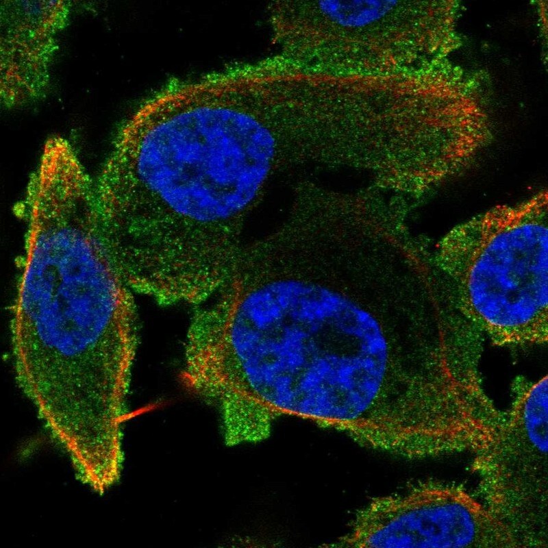 Phospholipase C beta 2 Antibody - BSA Free Immunocytochemistry/ Immunofluorescence: Phospholipase C beta 2 Antibody [NBP2-58951]