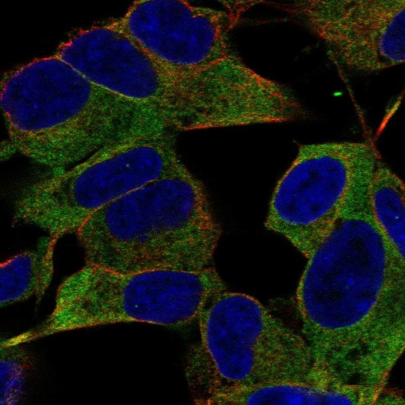 IGSF9B Antibody - BSA Free Immunocytochemistry/ Immunofluorescence: IGSF9B Antibody - BSA Free [NBP2-58986]
