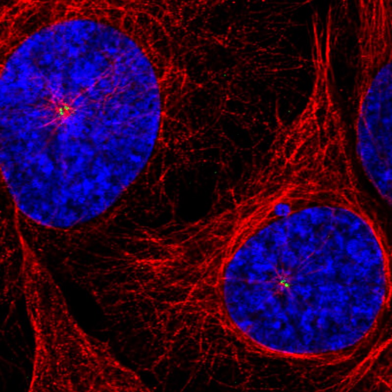CEP350 Antibody (CL3423) - BSA Free Immunocytochemistry/ Immunofluorescence: CEP350 Antibody (CL3423) [NBP3-52470]