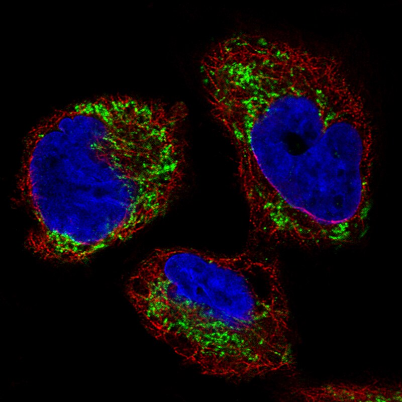 Ornithine Carbamoyltransferase Antibody (CL4045) - BSA Free Immunocytochemistry/ Immunofluorescence: Ornithine Carbamoyltransferase Antibody (CL4045) [NBP3-52475]