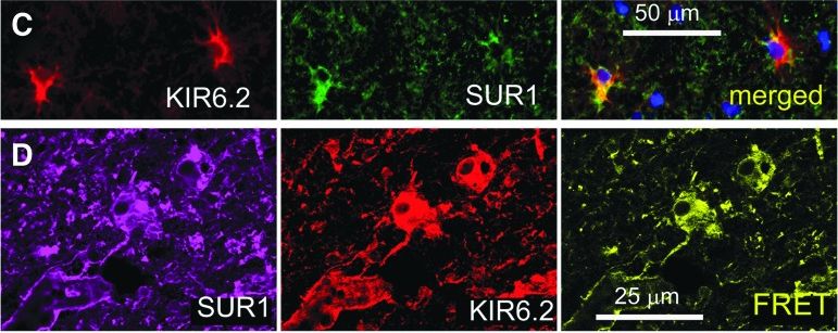 SUR1 Antibody (S289-16)