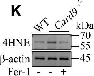 4-Hydroxynonenal Antibody (12F7) - BSA Free