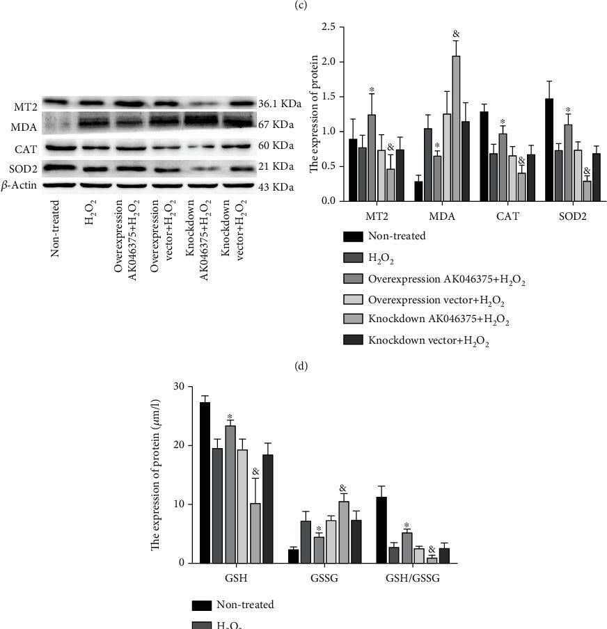 Malondialdehyde Antibody (6H6) - BSA Free