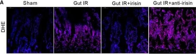 Irisin/FNDC5 Antibody - BSA Free