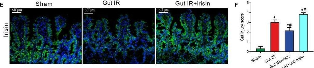 Irisin/FNDC5 Antibody - BSA Free