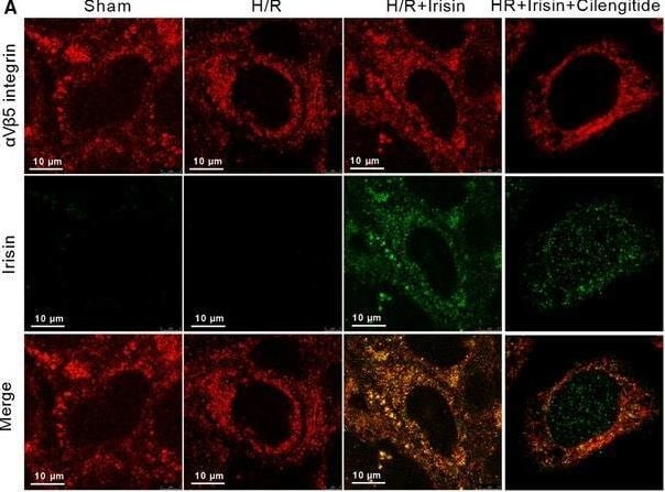 Irisin/FNDC5 Antibody - BSA Free