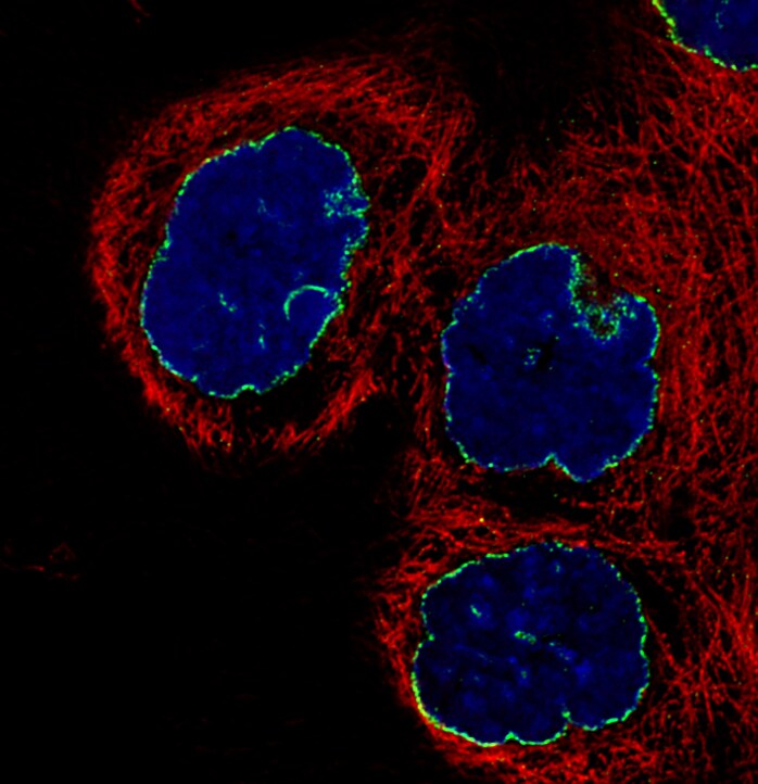 Lamin B1 Antibody (CL3929) - BSA Free