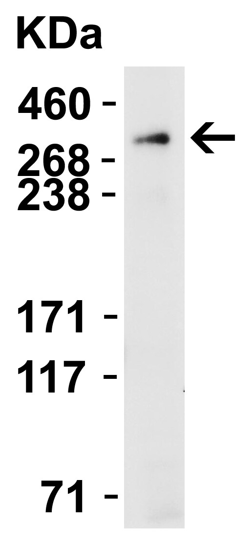 PIEZO2 Antibody - BSA Free