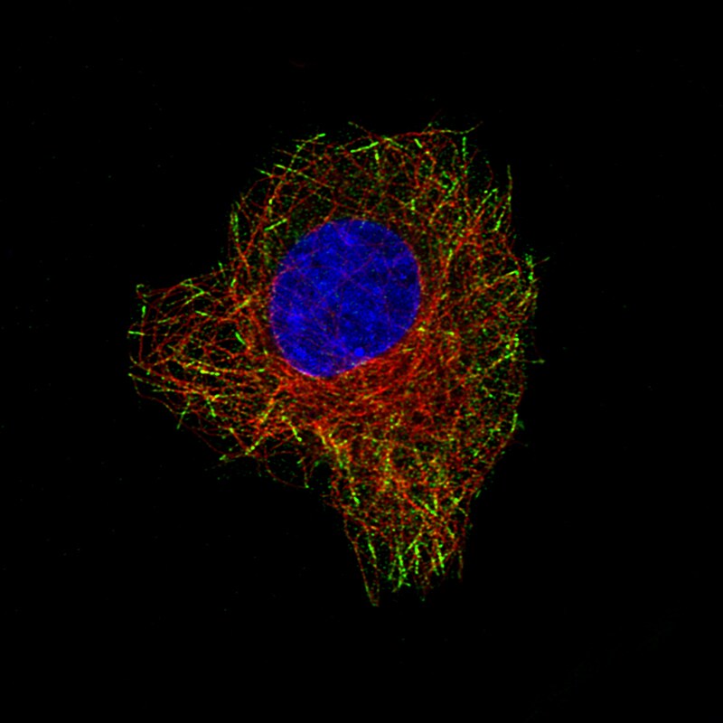 CLIP170 Antibody (CL4851) - BSA Free Immunocytochemistry/ Immunofluorescence: CLIP170 Antibody (CL4851) [NBP2-61144]