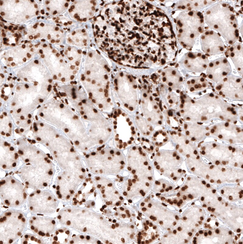 HIST1H2AG Antibody (CL5039) - BSA Free Immunohistochemistry-Paraffin: HIST1H2AG Antibody (CL5039) [NBP2-61151]