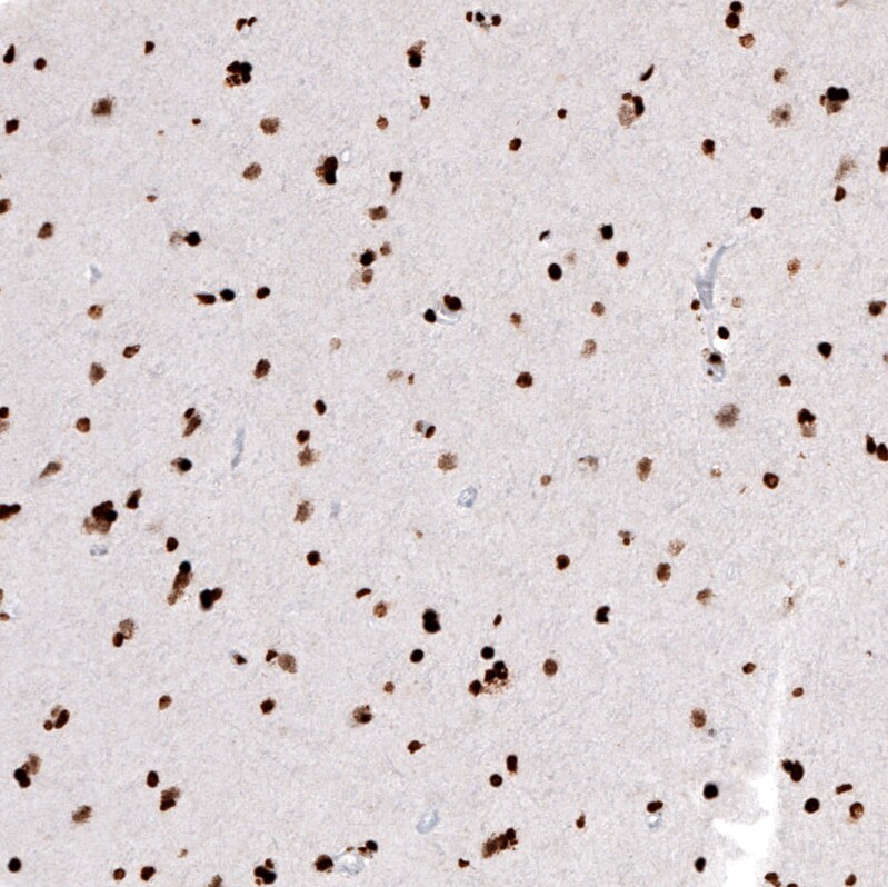 HIST1H2AG Antibody (CL5039) - BSA Free Immunohistochemistry-Paraffin: HIST1H2AG Antibody (CL5039) [NBP2-61151]