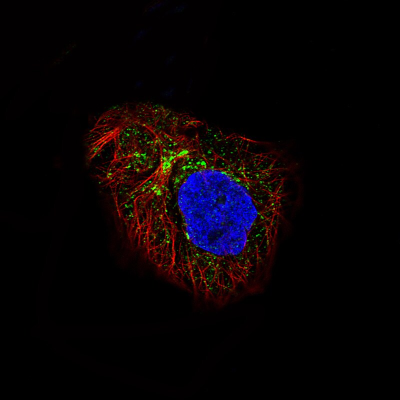 LAPTM4B Antibody (CL5289) - BSA Free Immunocytochemistry/ Immunofluorescence: LAPTM4B Antibody (CL5289) [NBP3-52478]