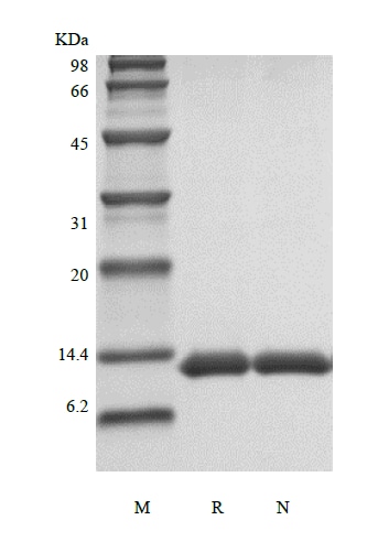 Recombinant Human Serum Amyloid A1 Protein SDS-PAGE: Recombinant Human Serum Amyloid A Protein [NBP2-61366] -