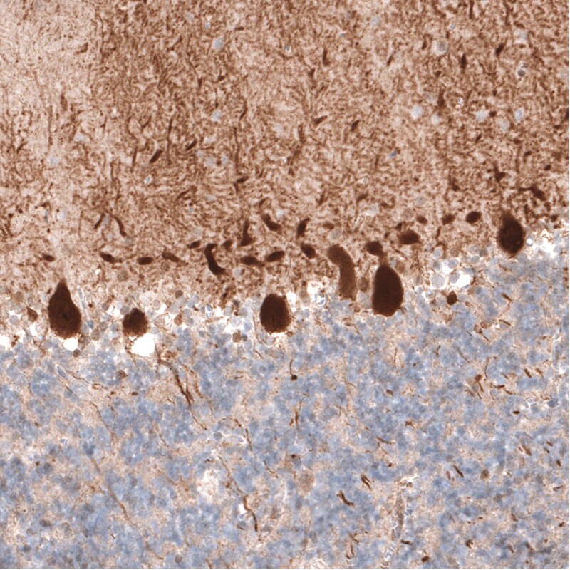 PCP4 Antibody (CL5306) - BSA Free Immunohistochemistry: PCP4 Antibody (CL5306) [NBP3-52479]