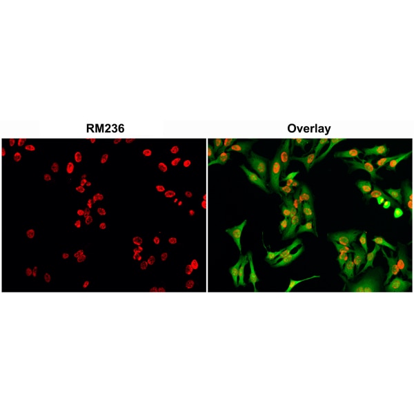 5-hmC Antibody (RM236)