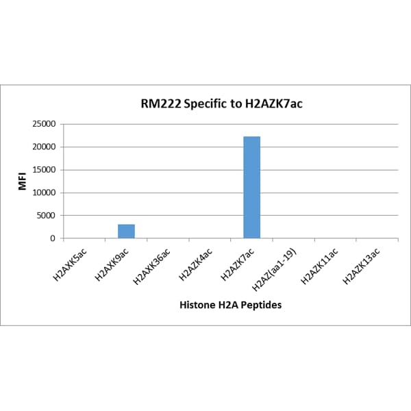 Histone H2A.Z [ac Lys7] Antibody (RM222)