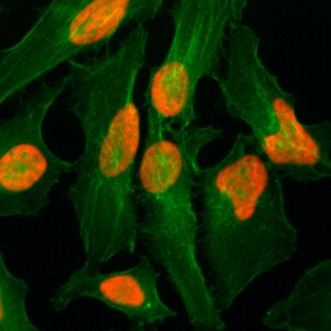 Histone H2A.Z Antibody (RM215)